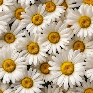 Close-up of white daisies in a repeating pattern