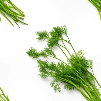 Free Dill Pattern Collection for Designers