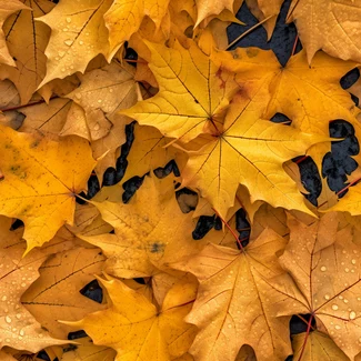 Golden Maple Leaves pattern - A macro photograph of fallen autumn leaves in shades of gold and yellow, with water droplets on the leaves.