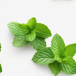 Mint green leaves on a white background in a playful layered imagery style.
