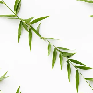 A pattern of bamboo leaves arranged in an organic and geometric pattern on a white background