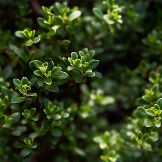Verdant Symmetry: a close-up of green leaves arranged in symmetrical formations.