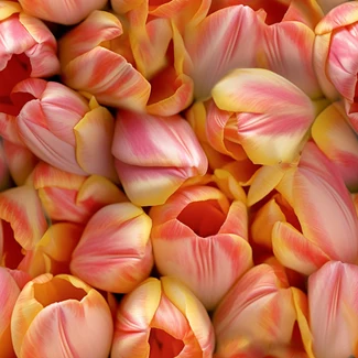 A series of macro photography shots of tulips in various colors including orange, yellow, white, and pink.